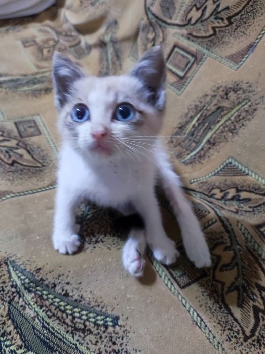 Котёнок Сноу-шу девочка
