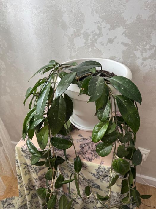 Продам цветы Хойа