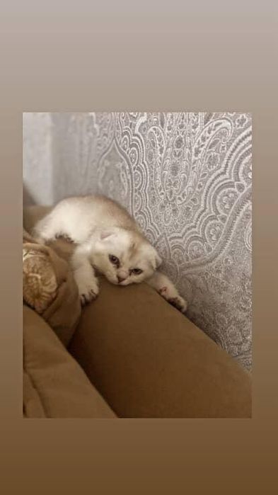 Катенок вислоухая