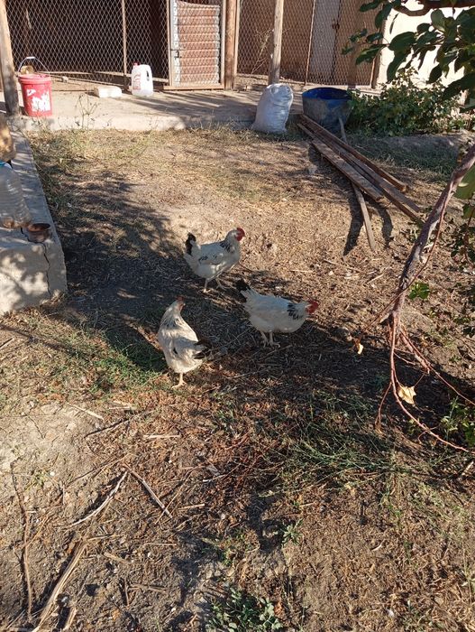 Адлер таук сатлады