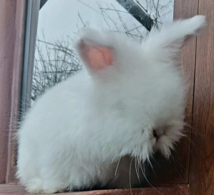 Iepuri angora pui