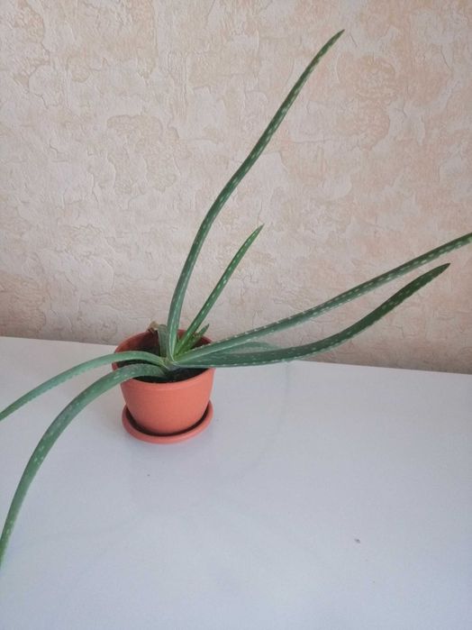 Алоэ вера  в горшочках