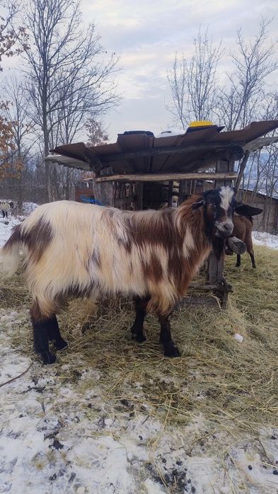 De vânzare ,țapi de anul trecut !