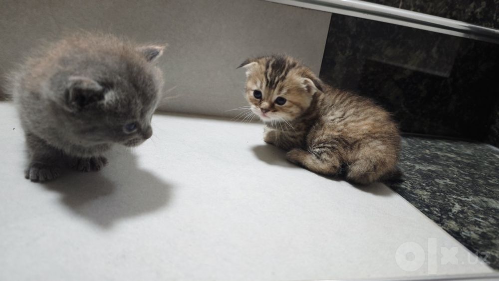 Skotish Strayt , juda chiroyli, 1,5 oydan oshdi