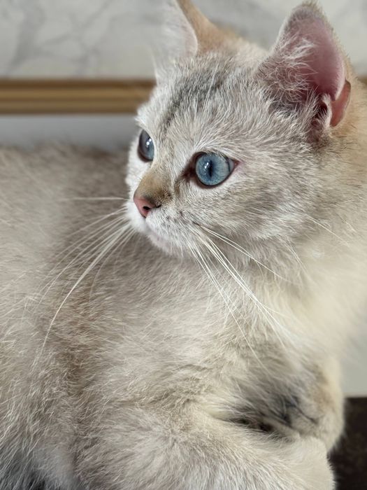 Scotish ShortHair