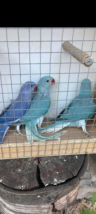 Vând micul Alexandru blânzi  și maturi  de reproducere