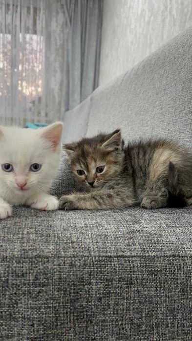 Маленькие котята