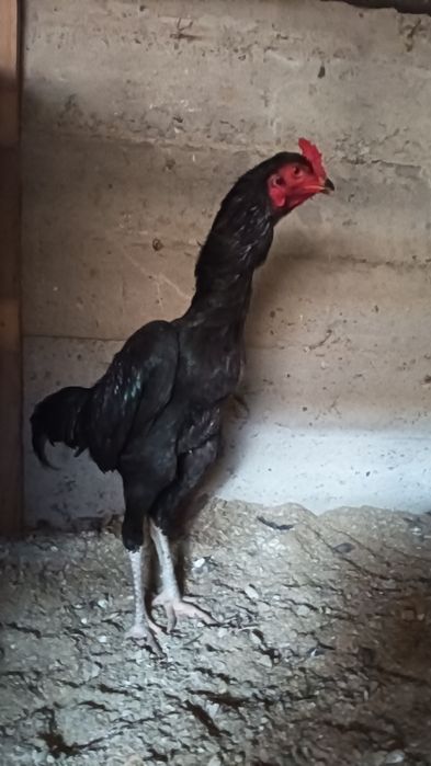 Хуроз сотилади..