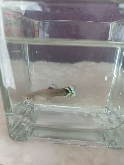 Vând  femele guppy