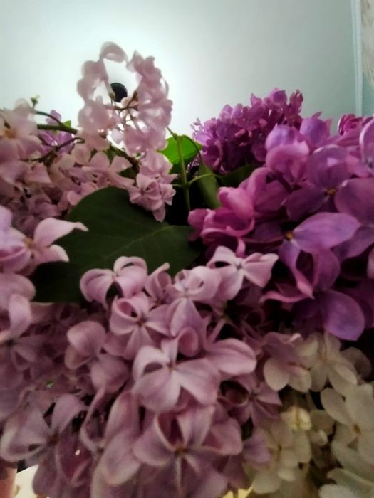 Сдам в аренду дачу