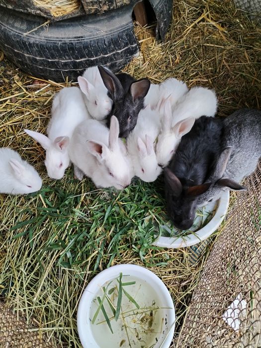 Quyon bolari sotiladi 2oyli kaliforna zot