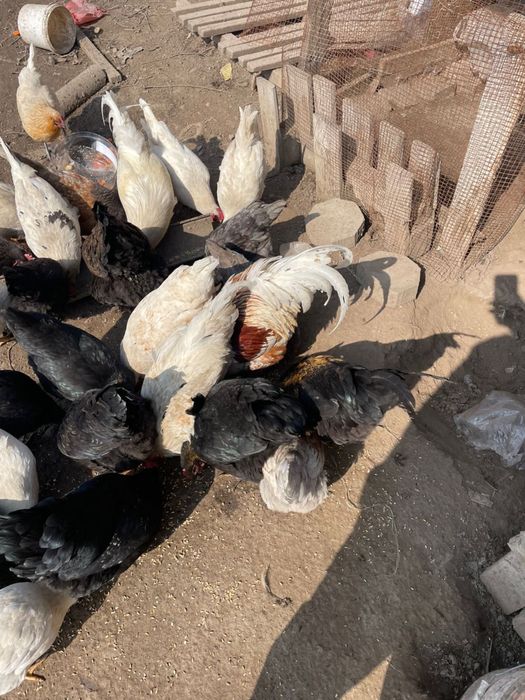 Куры домашние..