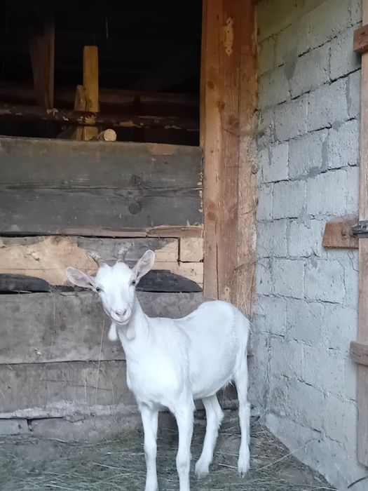 Ieduța de vânzare