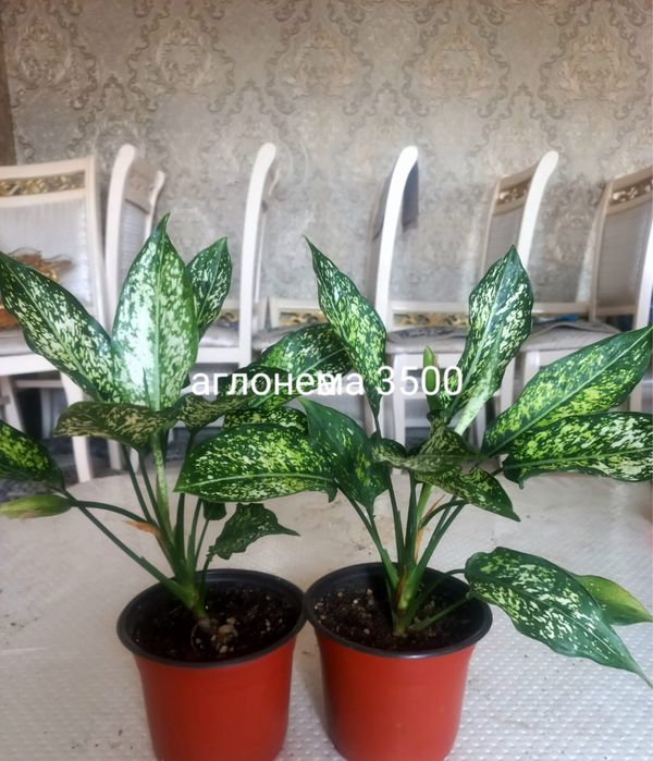 Комнатные цветы . Бөлме гүлдері