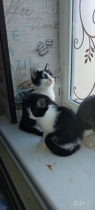 Котенок самка нашар пышык