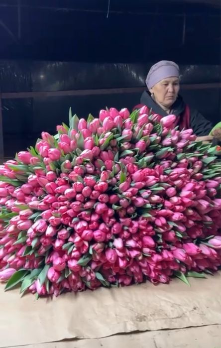 Тюльпаны оптом.оптомголландские тюльпаны. Оптом и а розницу тюльпаны