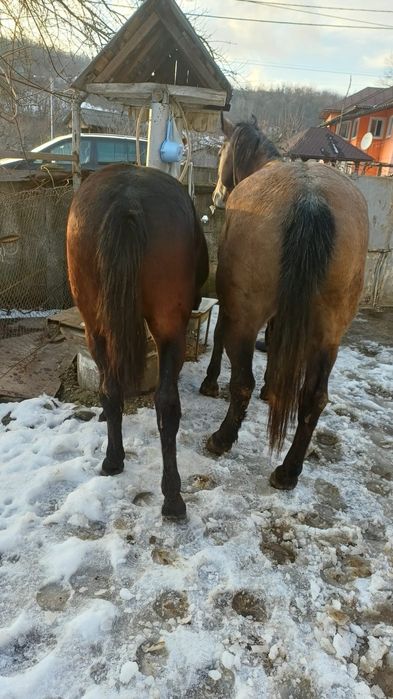 Mânz în vârstă de un an