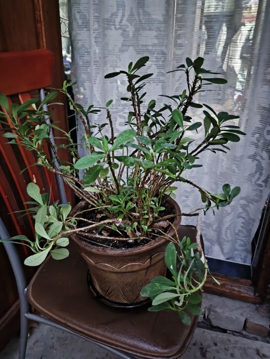 Домашние цветы , очень красивые