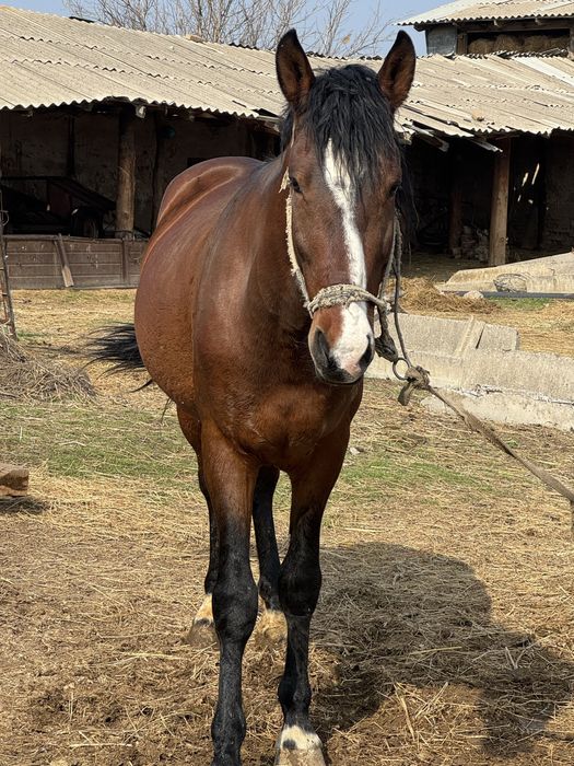 Жылқы 5 жасқа толады