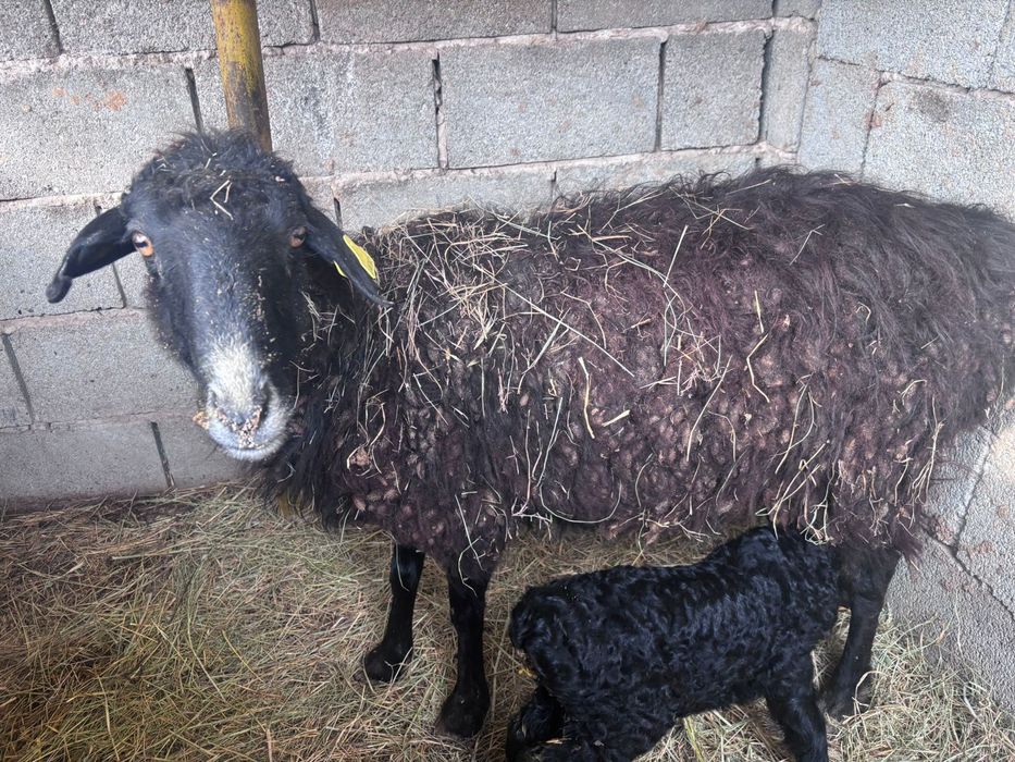 Қой сатылады.      .