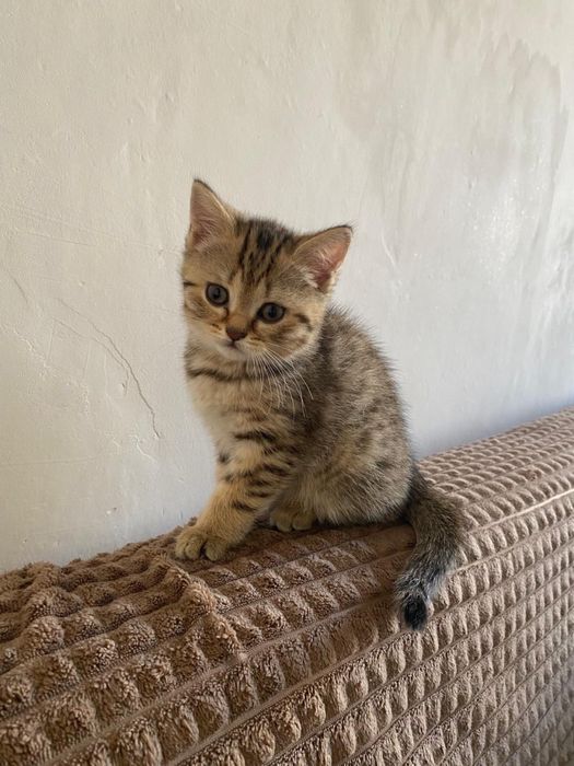 Продам породистых котят