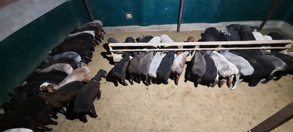 Кой токты тусак кошкар