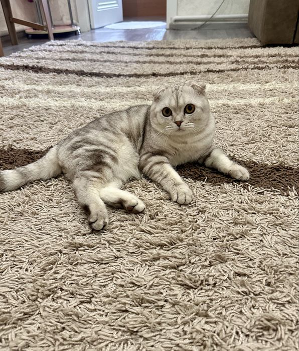 Вислоухий Кот на вязку