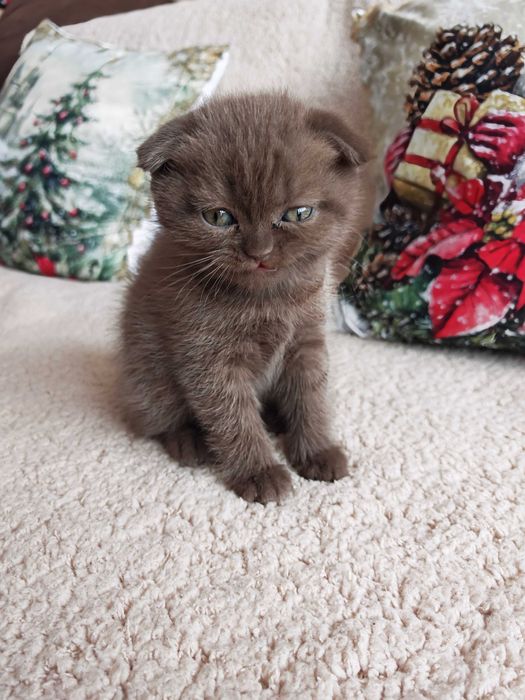 Прекрасни британчета