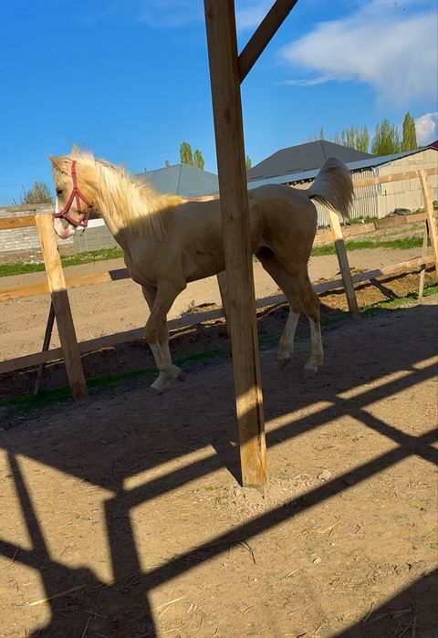 Продам лошадь жеребец