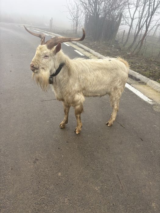 Vând țap rasa sannen de 3 ani .