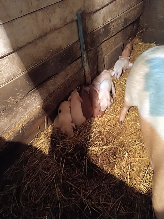 Продам поросят месяц