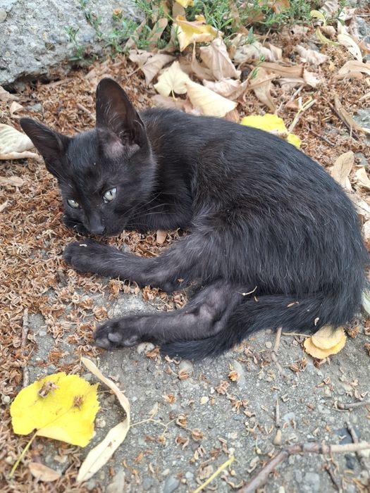 Ofer pui de pisica spre adopție