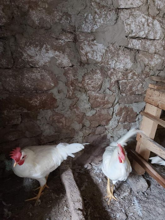 Продавам петли бял легхорн