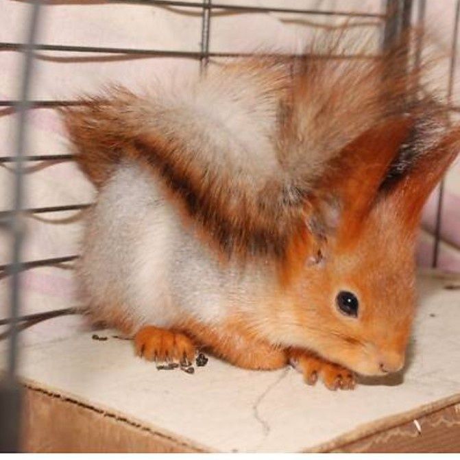 Продам белочку девочка