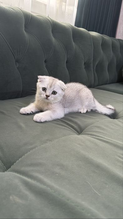 Котята шиншиллы вислоухие по акции