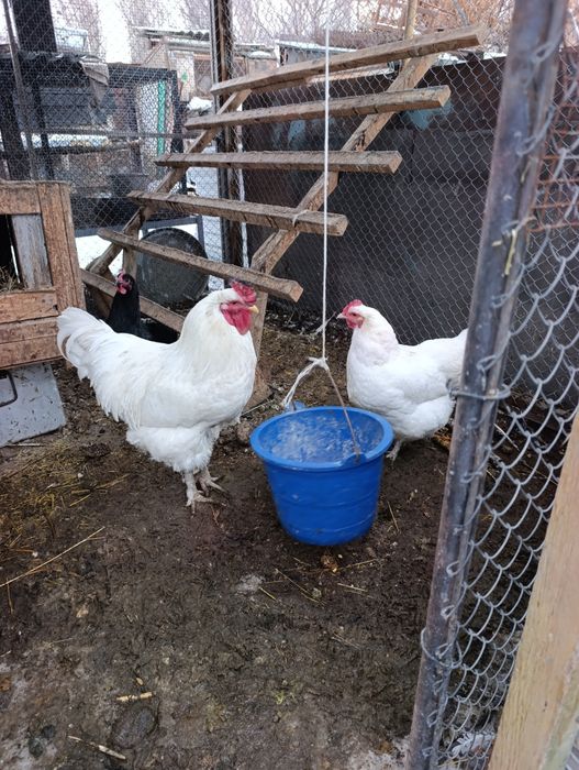 Продам Джерские гигант куры петух