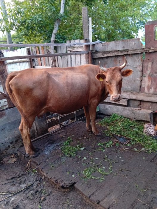 Продам двух дойных коров