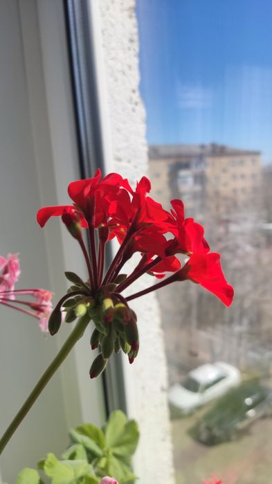 Пеларгония алая .