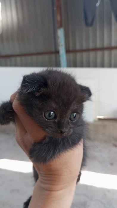 Котята скотишь фолд