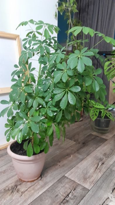 Шеффлера крупное растение