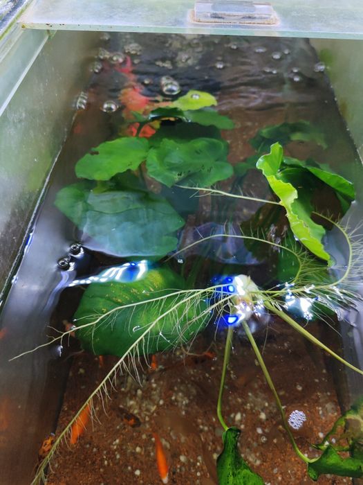 Anubias.           .