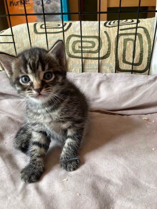 Котики в добрые руки