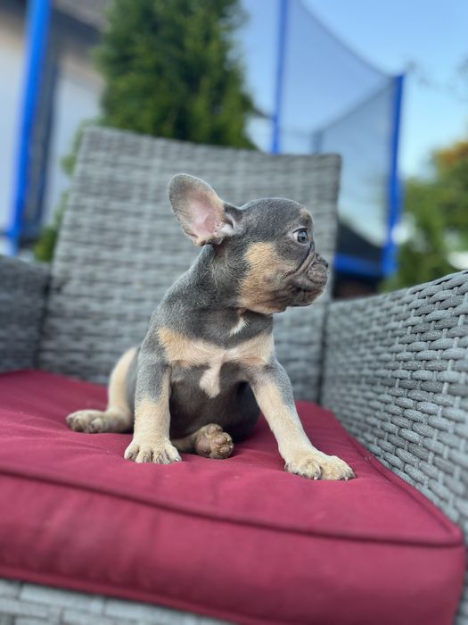 Bulldog francez blue and tan