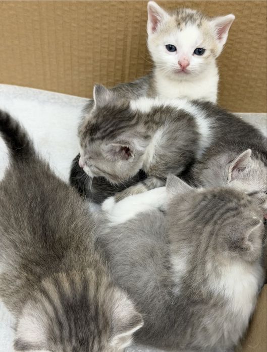 Котенок ищет свой уютный домик