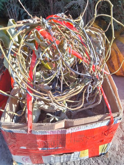 Ешкі аламын союға