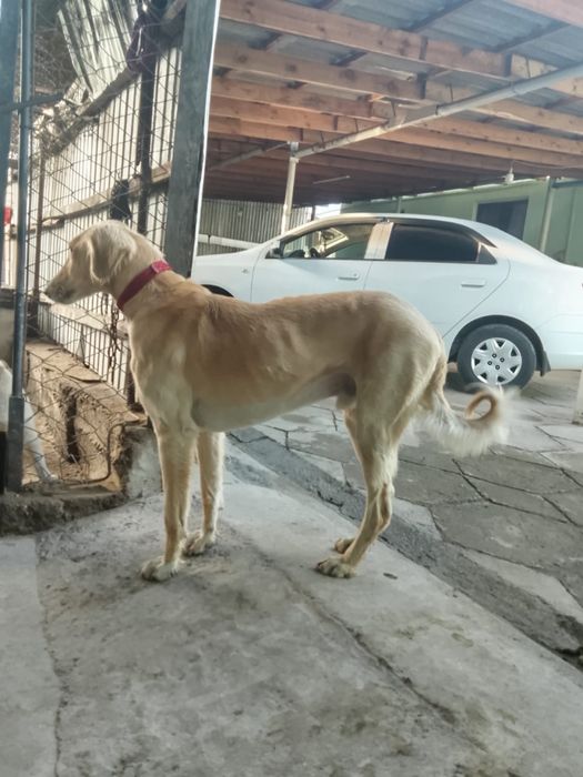 Тазы арлан, екі қар басқан