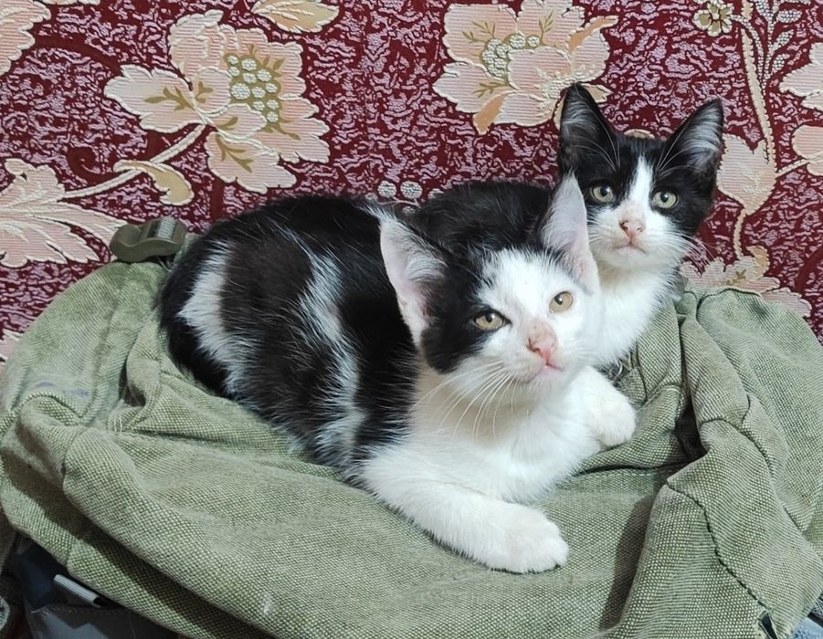 Котята 2 месяца. Мальчики.