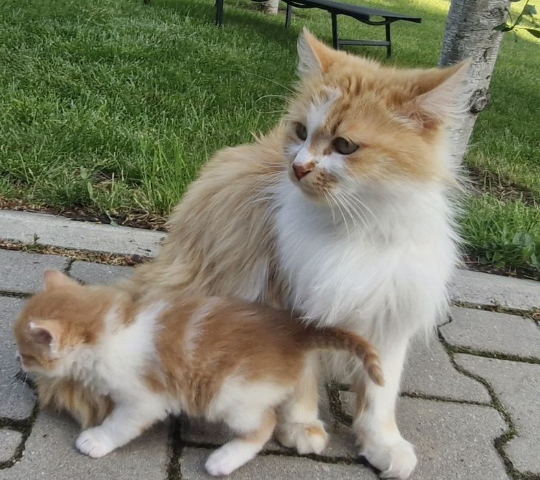 Подарявам малки котета