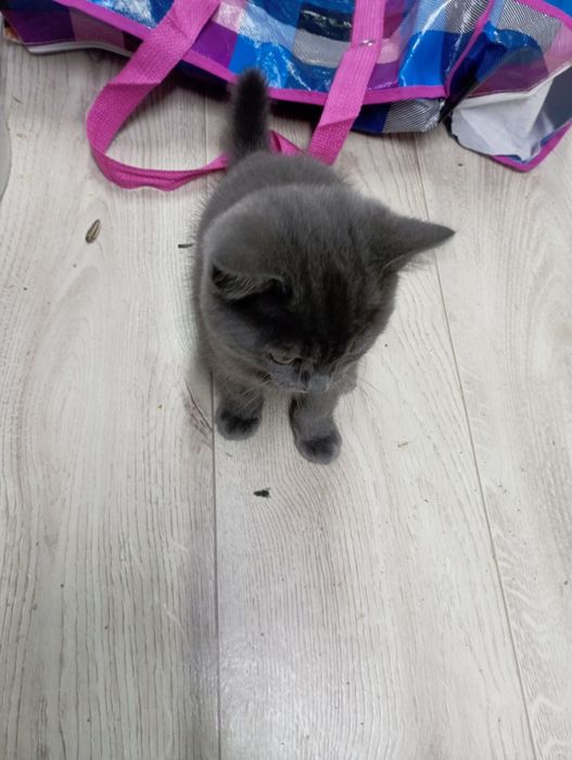 Протам котенка британца