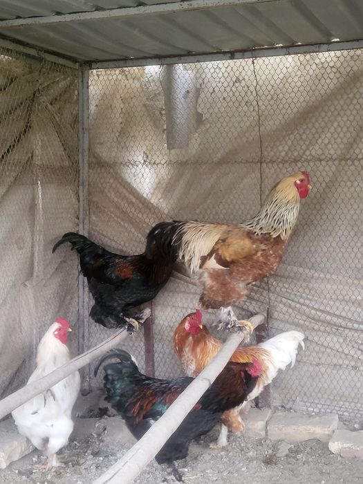 Xoʻrozlar sotiladi!